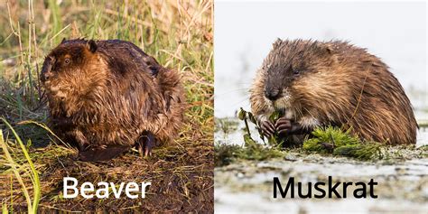 mink vs muskrat|beaver vs muskrat pictures.